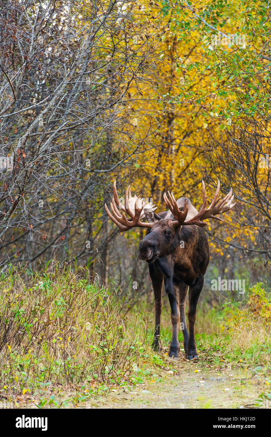 Il grande bull moose (Alces alces) noto come "gancio" che fa roaming in Kincade Park area di ancoraggio è visto durante la caduta rut nel centro-sud della Alaska Foto Stock
