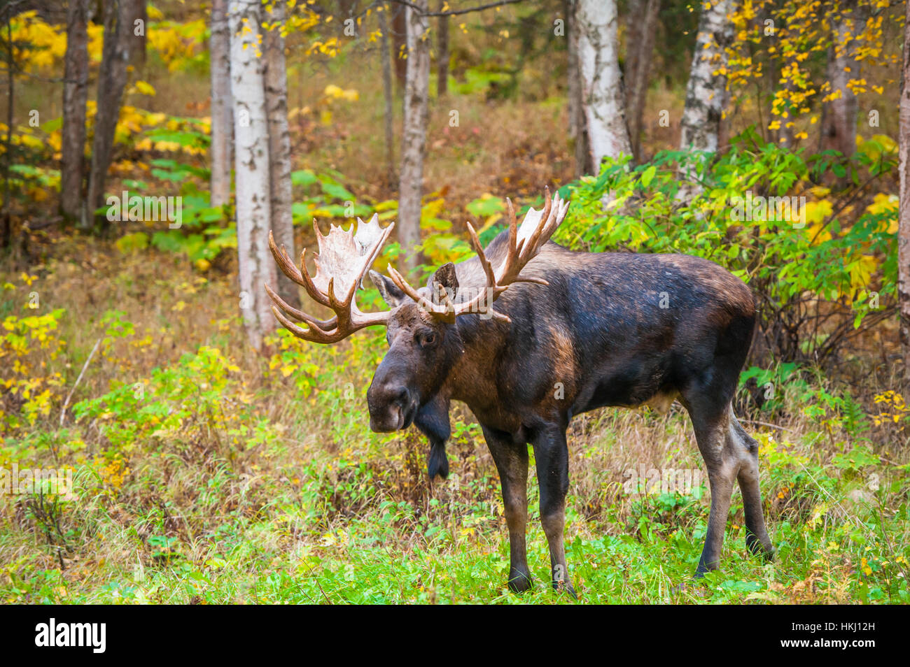 Il grande bull moose (Alces alces) noto come "gancio" che fa roaming in Kincade Park area di ancoraggio è visto durante la caduta rut nel centro-sud della Alaska Foto Stock