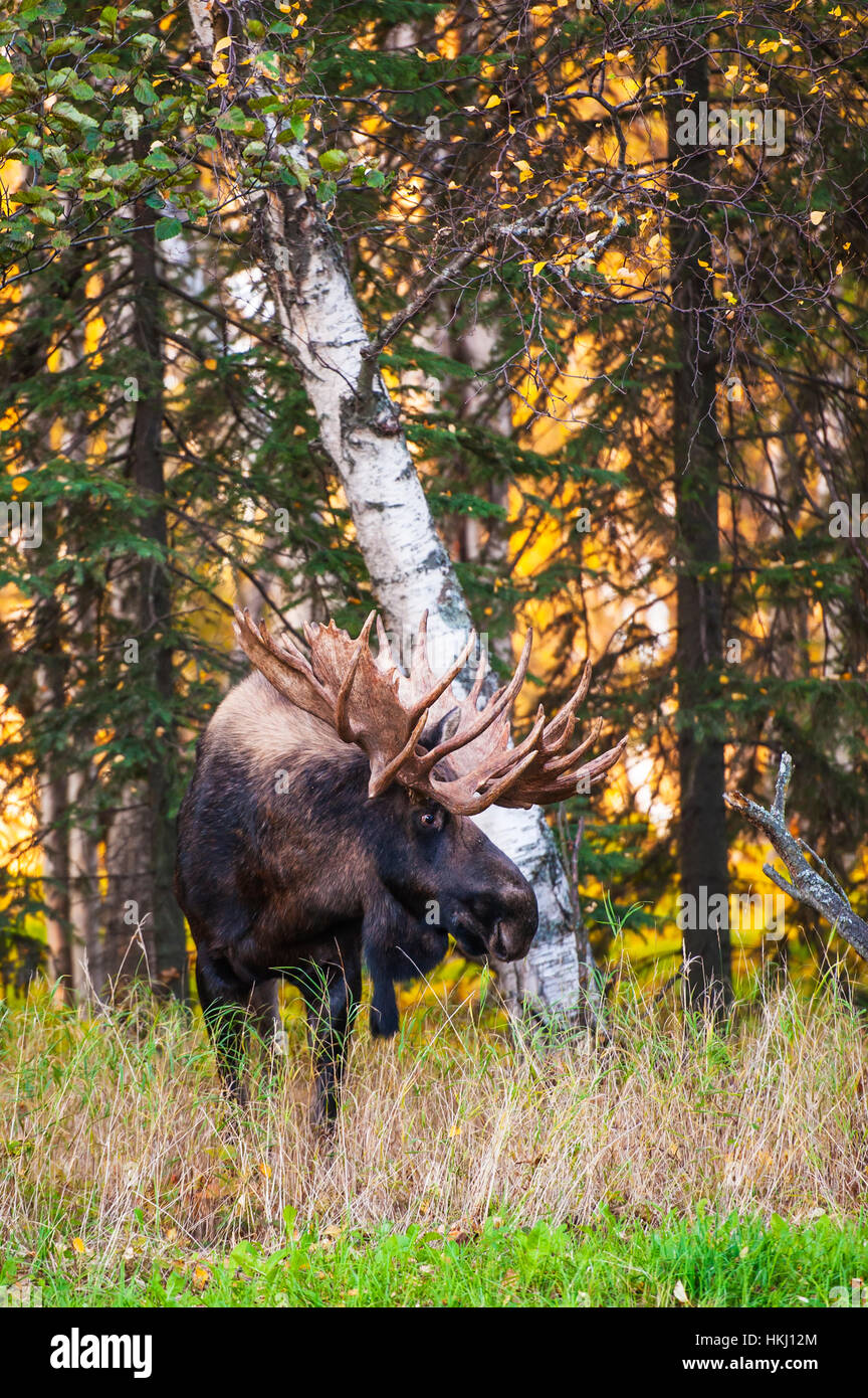 Il grande bull moose (Alces alces) noto come "gancio" che fa roaming in Kincade Park area di ancoraggio è visto durante la caduta rut nel centro-sud della Alaska Foto Stock