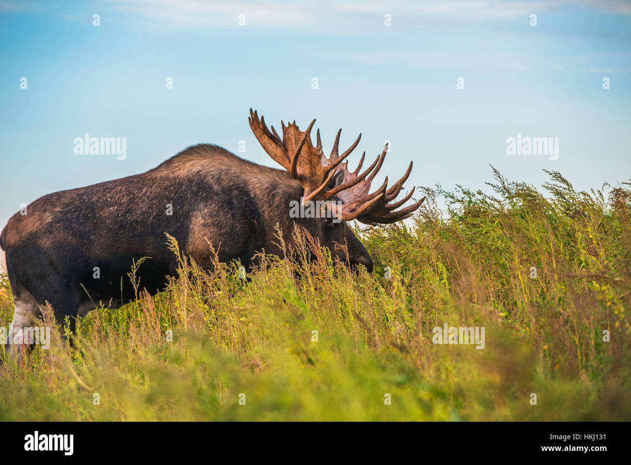 Il grande bull moose noto come "gancio" che fa roaming in Kincade area parco è visto durante la caduta rut, sud-centrale di Alaska Foto Stock