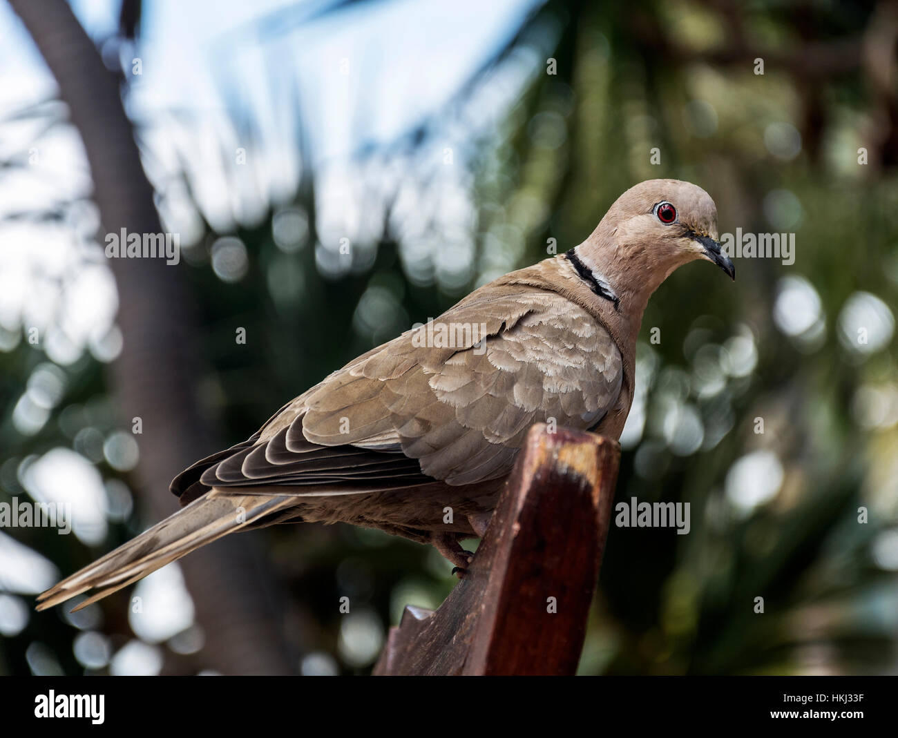 Piccione selvatico con un marrone colore del mantello si siede su un  elemento di legno di interno iniziale Foto stock - Alamy