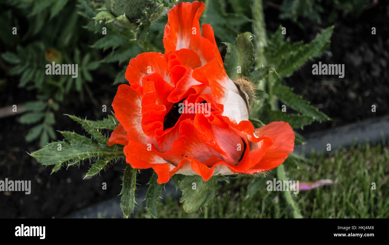 I fiori del centro di Alberta, cervi, Canada Foto Stock