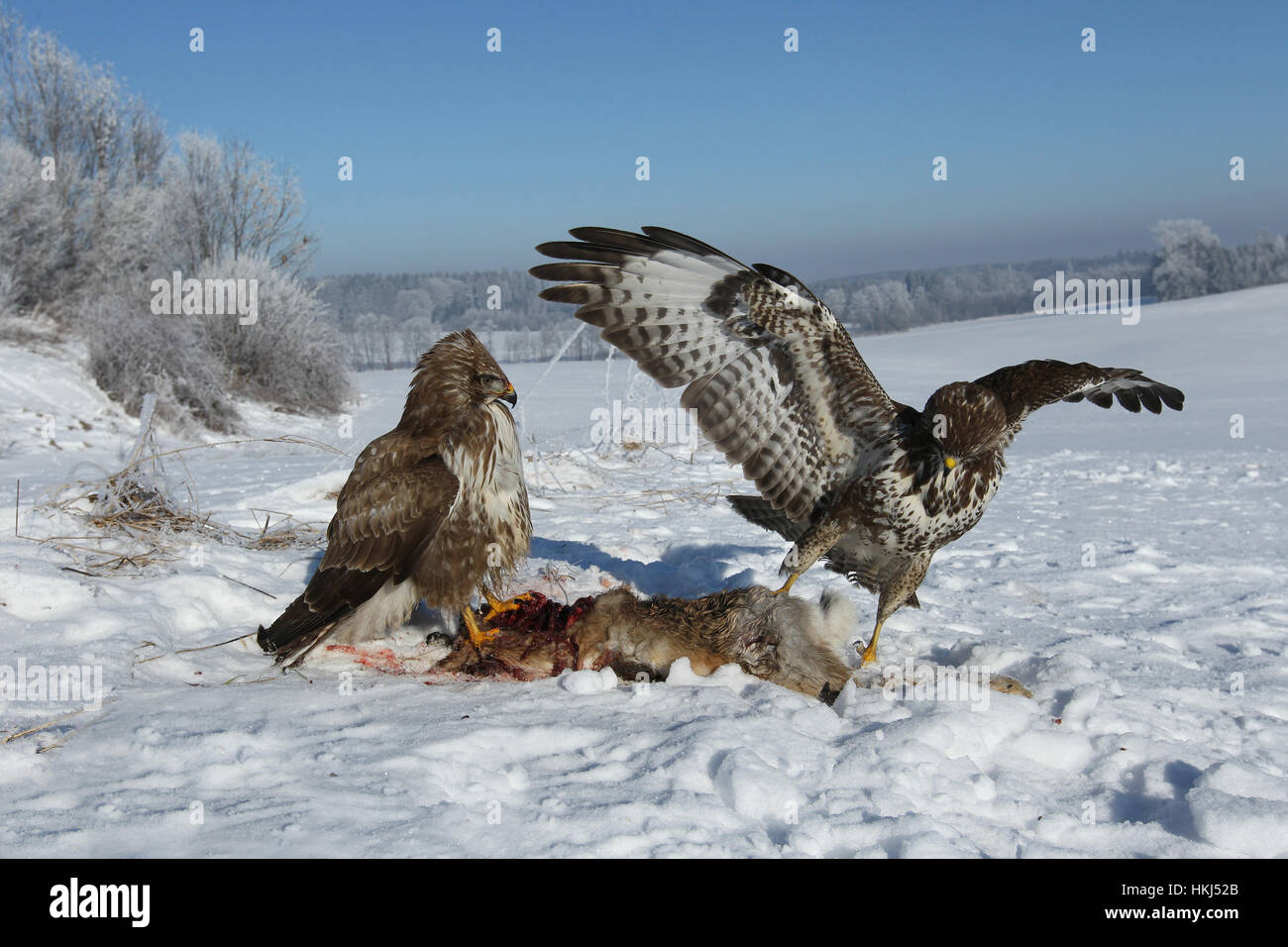 Della poiana (Buteo buteo) sui morti (lepre Lepus europaeus) nella neve, Algovia, Baviera, Germania Foto Stock