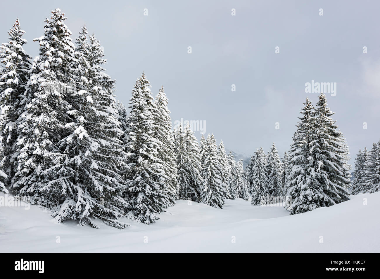 Montagna innevata, foresta di abeti con neve, Hittisau, Foresta di Bregenz, Vorarlberg, Austria Foto Stock