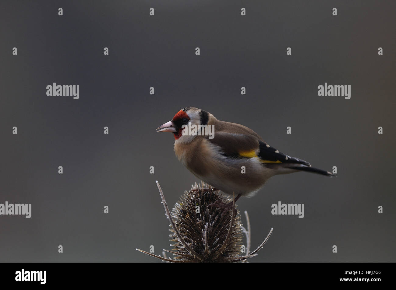 Cardellino Carduelis Carduelis REGNO UNITO Foto Stock