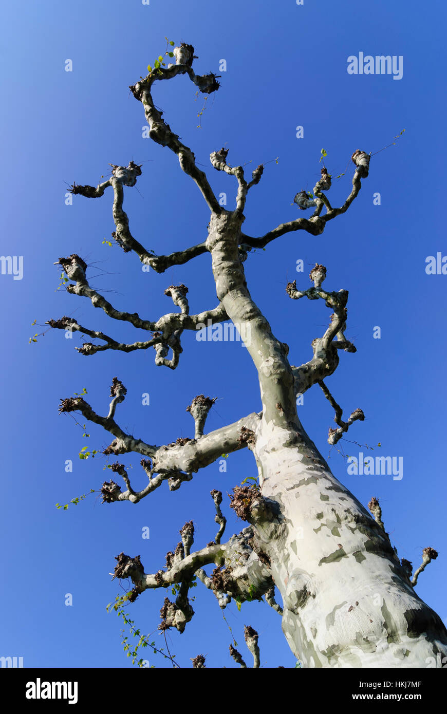 Frankfurt am Main: Orientale piano (Platanus orientalis), il Museumsufer, Assia, Hesse, Germania Foto Stock
