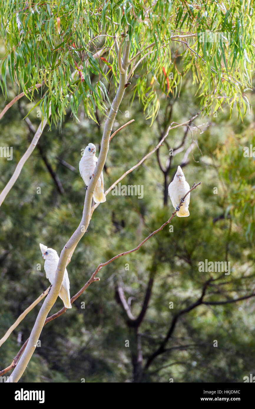 Tre piccoli Corellas arroccato in un albero di eucalipto al Lago Monger, Perth, Western Australia Foto Stock