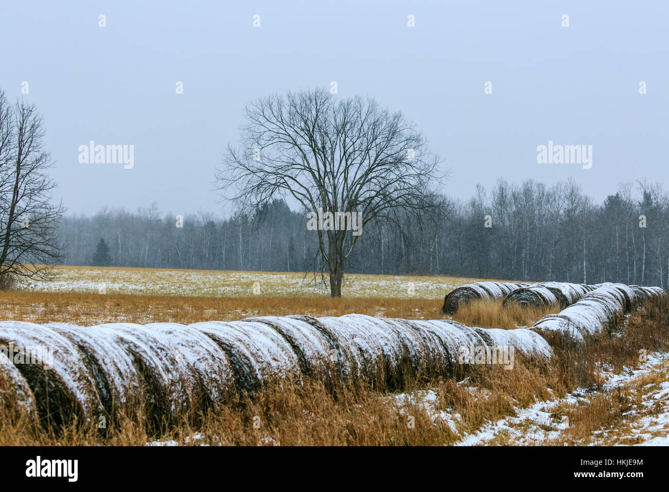 Le balle di fieno allineati lungo un campo in Wisconsin durante l'inverno. Foto Stock