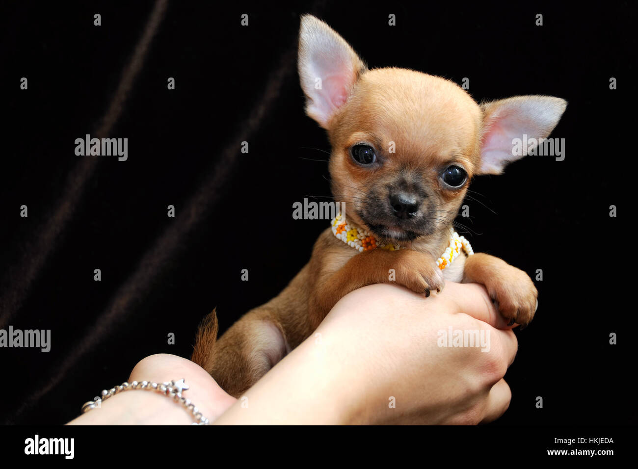 A pelo corto rosso chihuahua su mani con marrone scuro dello sfondo di  velluto. Cucciolo è 2 mesi sull'immagine Foto stock - Alamy