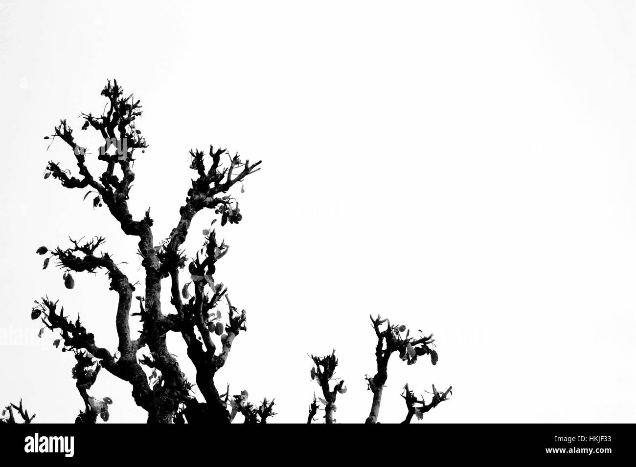 Realmente non cura! Essi fanno i loro propri modi e presenze! Essi sono alberi.. Foto Stock