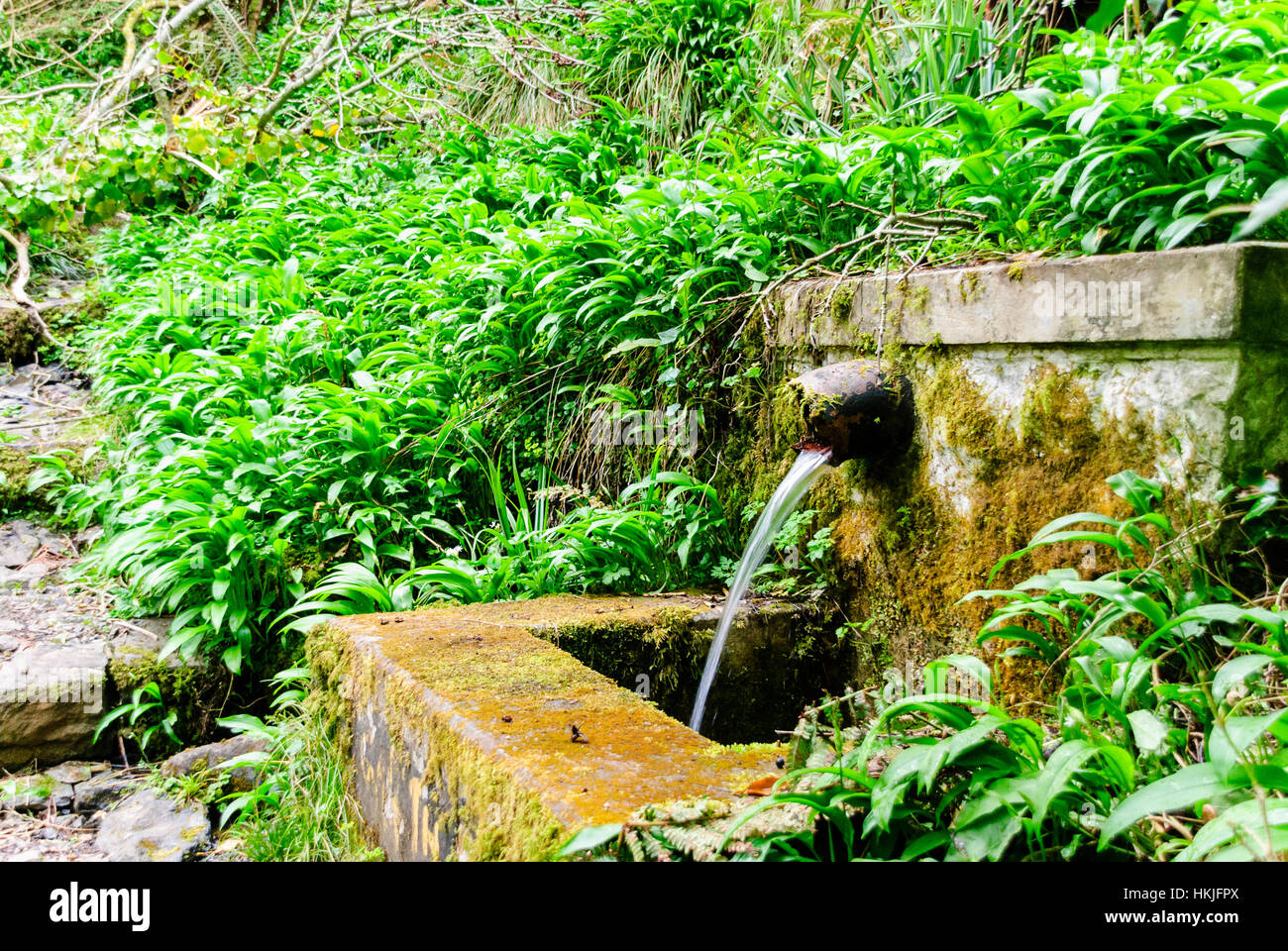 Flussi di acqua da un pozzo in una foresta, circondato da aglio selvatico. Foto Stock