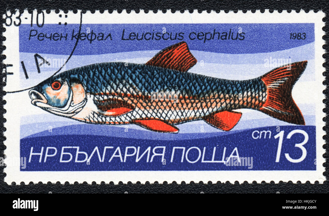 Un francobollo stampato in Bulgaria mostra un pesce cavedano europeo (Leuciscus cefalo), serie, circa 1983 Foto Stock
