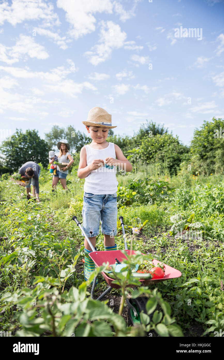 Piccolo Ragazzo holding switchblade con carriola nella comunità giardino, Baviera, Germania Foto Stock