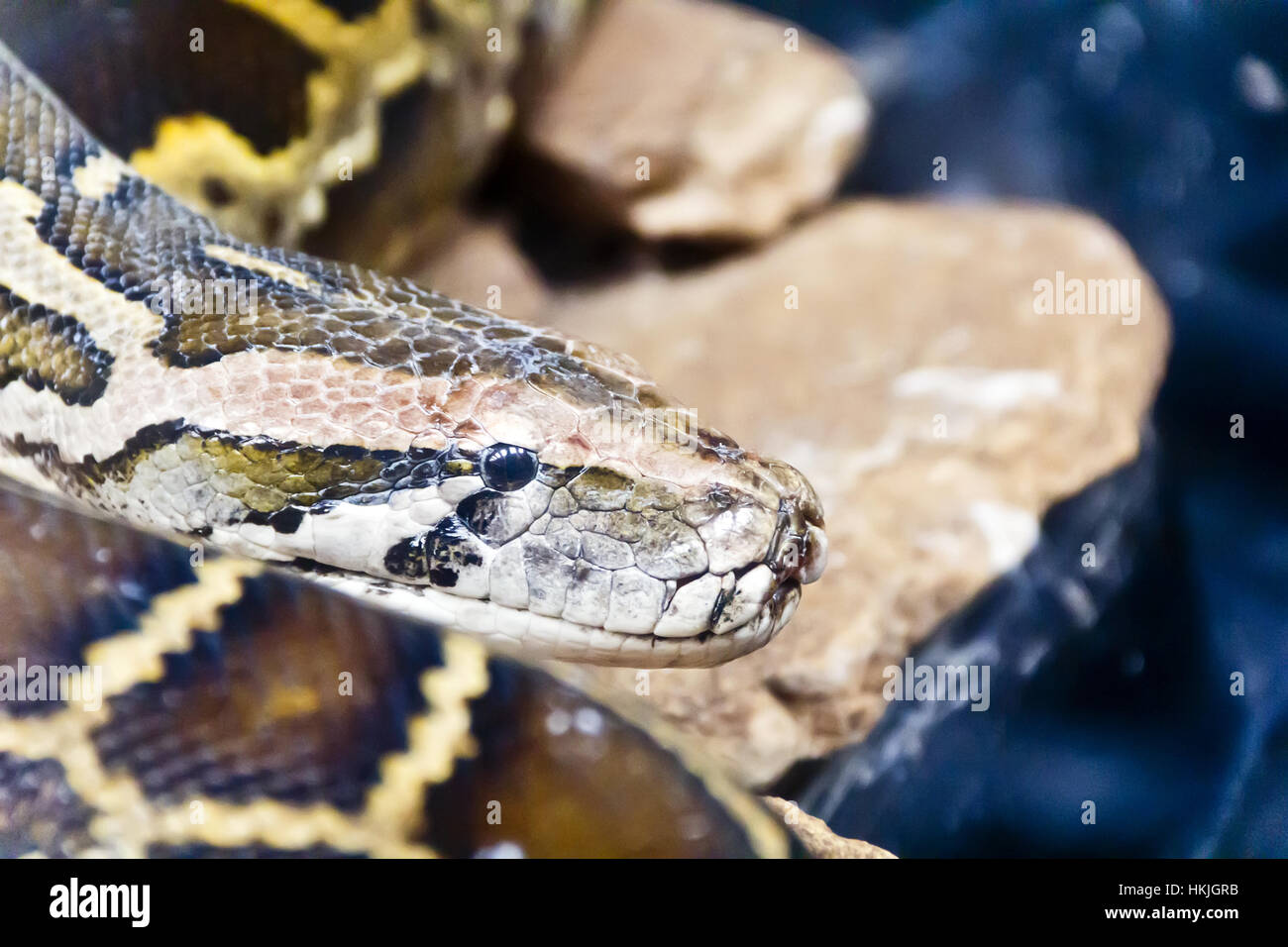 Foto di testa di python nel mezzo di pietre Foto Stock