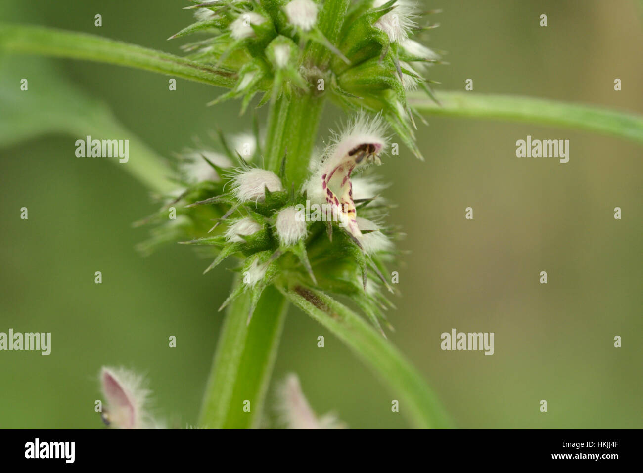 Motherwort, Leonurus cardiaca Foto Stock