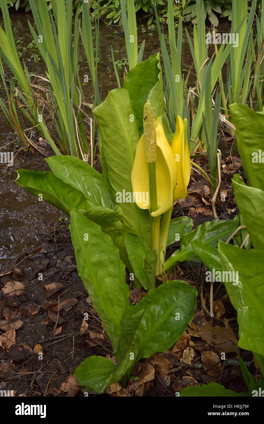 Americano di Skunk cavolo, Lysichiton americanus Foto Stock