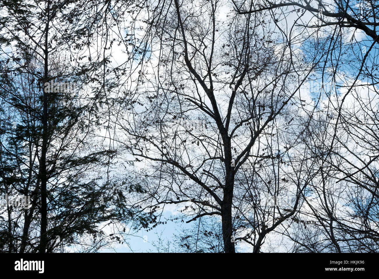 Alberi, nuvole, cielo. Foto Stock