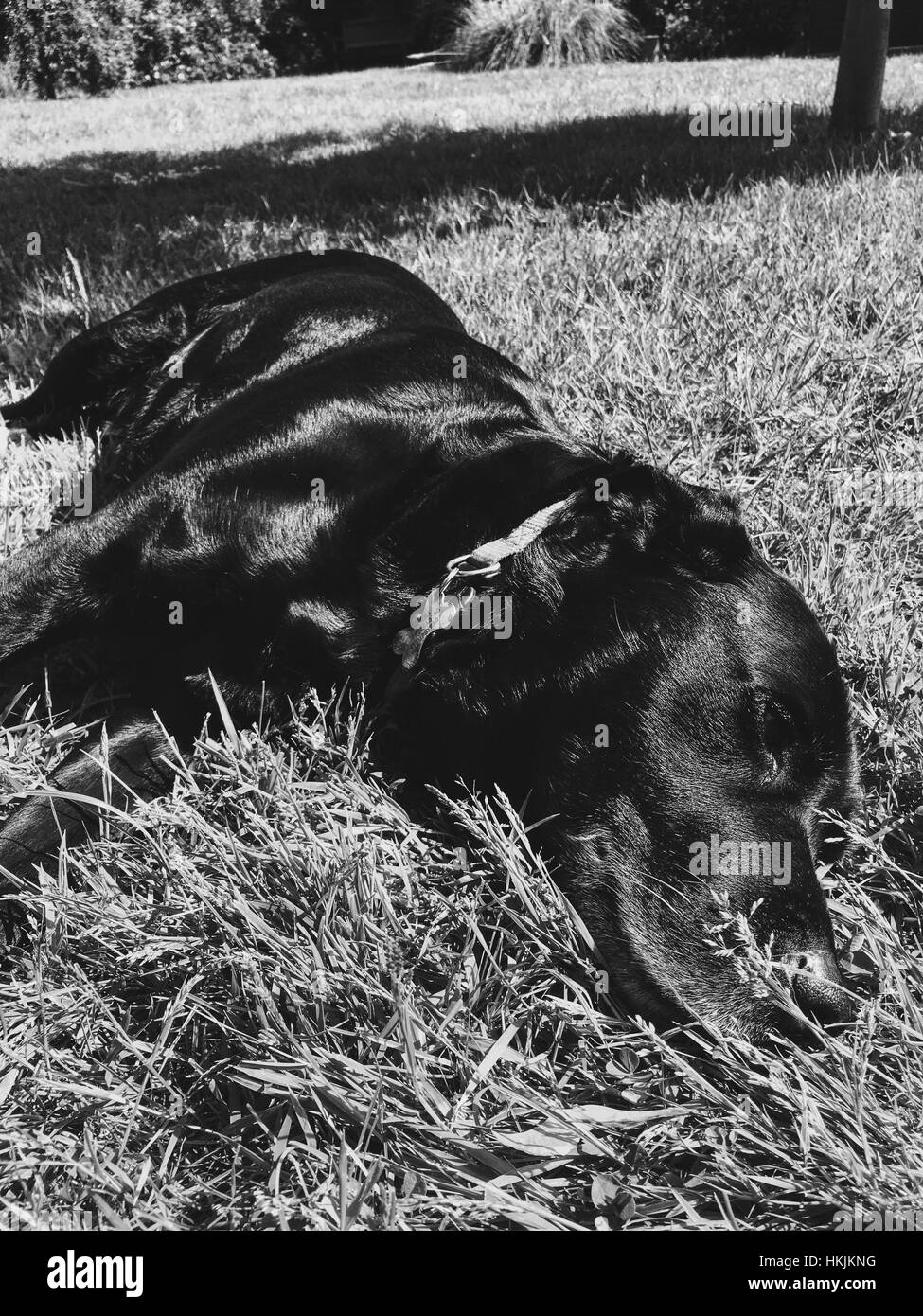 Nero monocromatico Labrador Foto Stock