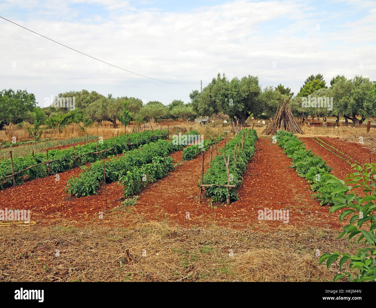 Campo vegetale in Lassie sull'isola greca di Cefalonia Grecia Foto Stock