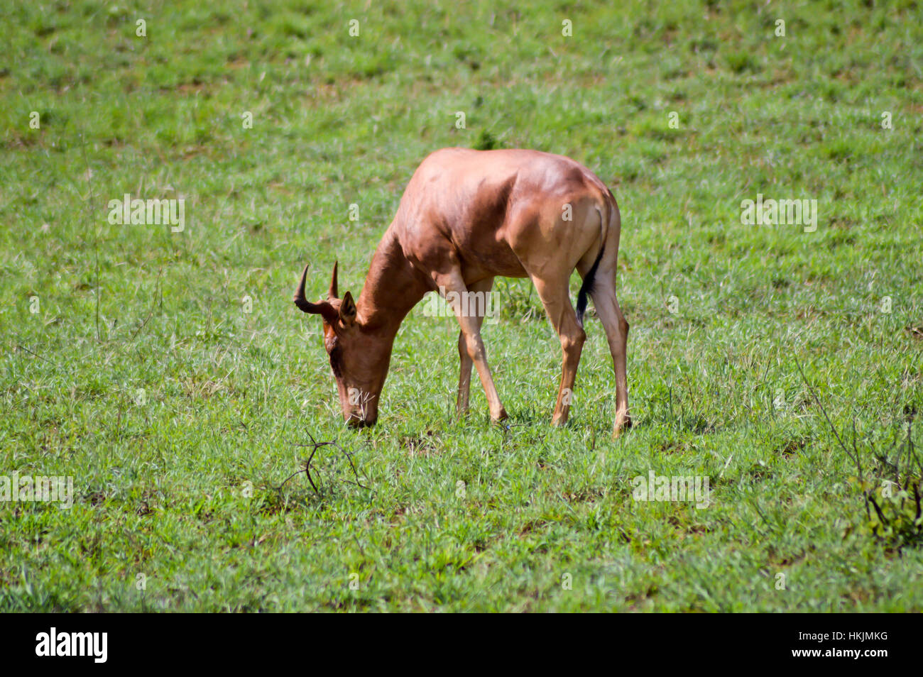 Hirola nella savana di Tsavo West Park in Kenya Foto Stock