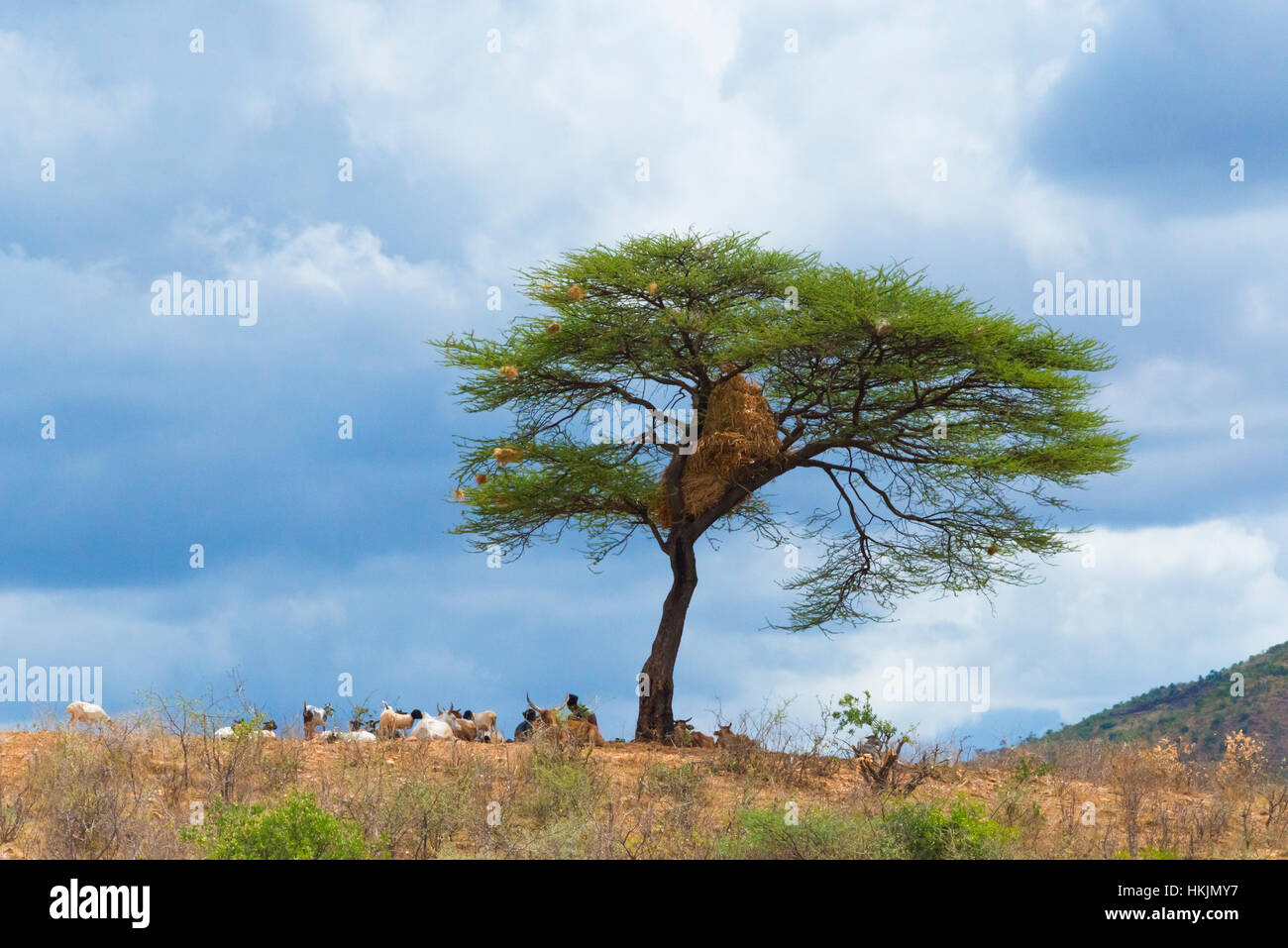 Immobilizzare i bovini sotto un albero di acacia con nidi di uccelli, Etiopia Foto Stock