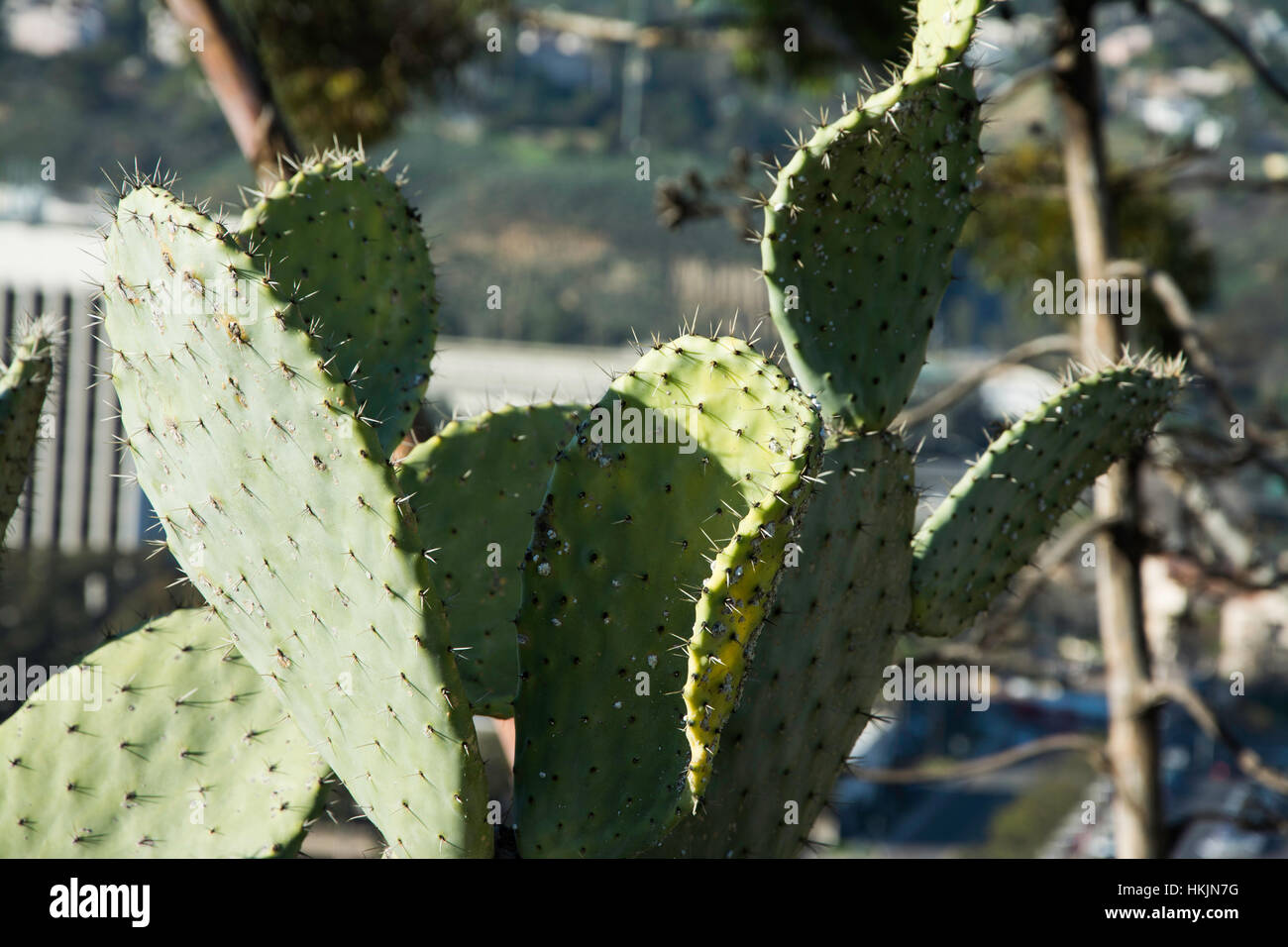 Ficodindia Cactus impianto Foto Stock