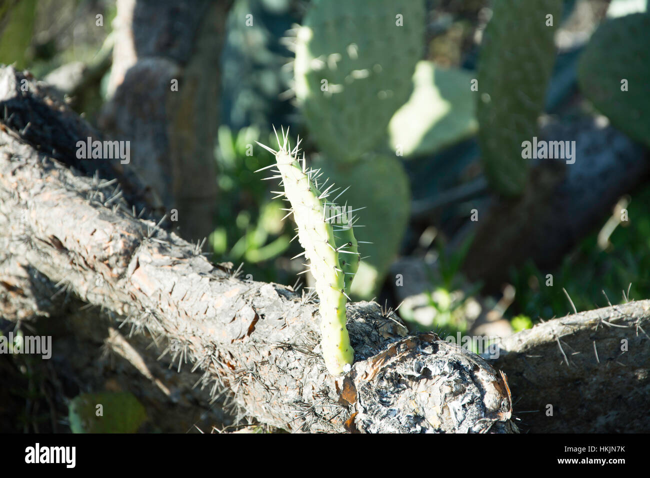 Ficodindia Cactus impianto Foto Stock