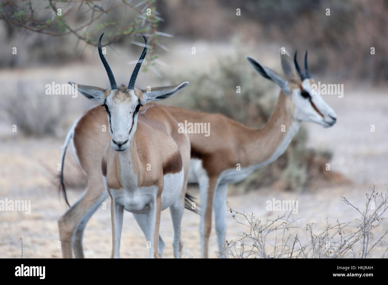 Springbucks Antidorcas marsupialis nel parco nazionale Etosha Namibia Foto Stock