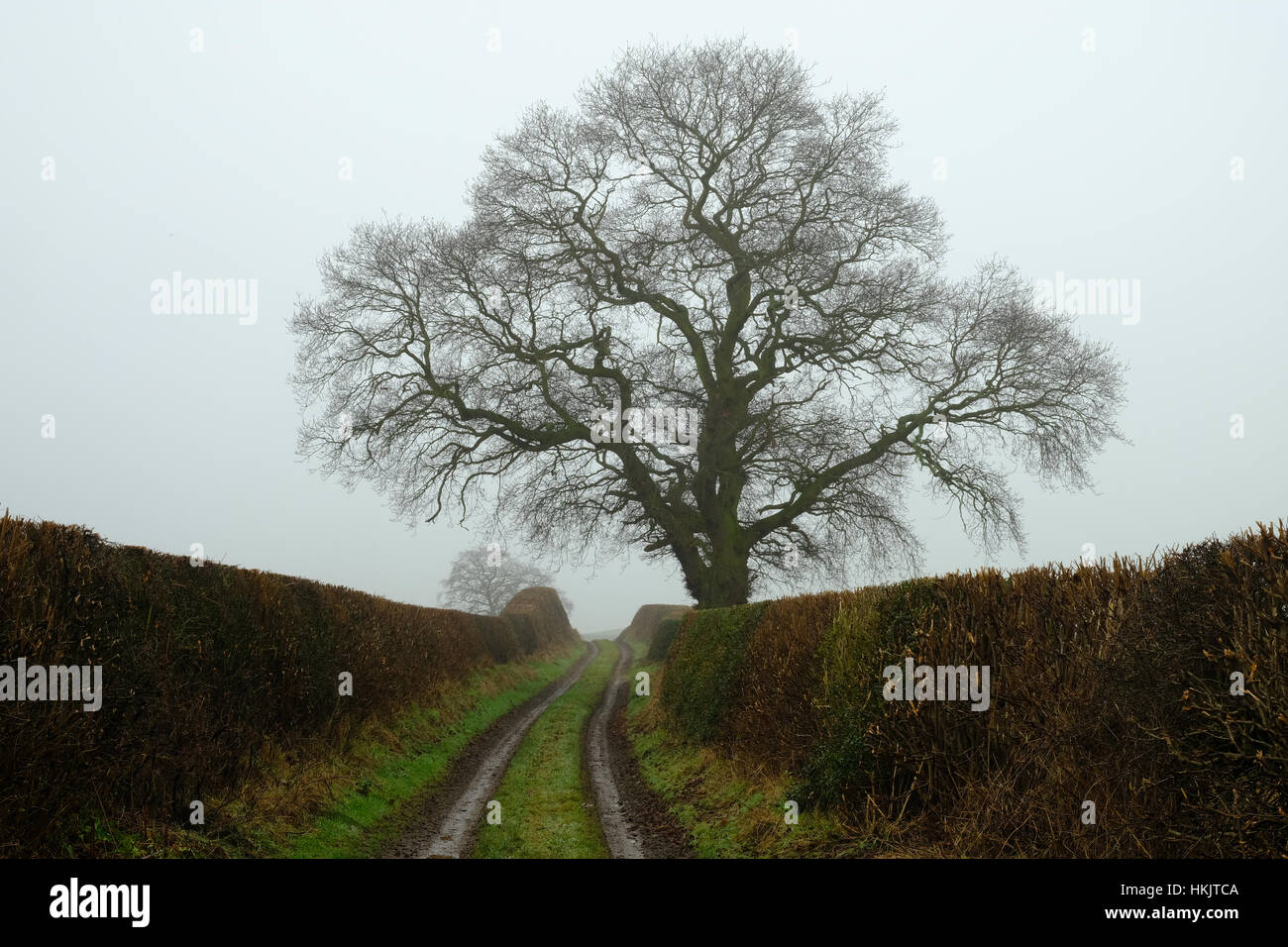 Azienda agricola Via nello Shropshire, Regno Unito, su un nebbioso giorno di inverno Foto Stock
