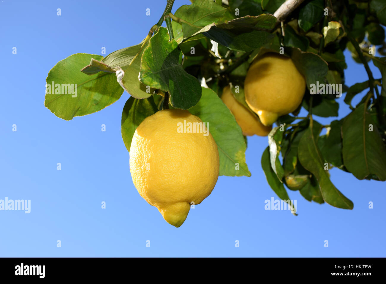 Lemon Tree closeup Foto Stock
