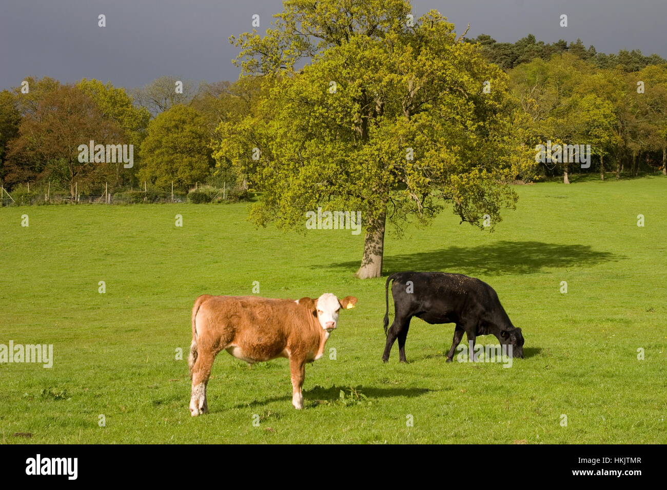 Vacche Montbeliarde e Angus BosTaurus nero in un campo di illuminazione drammatica,Ewshot,Surrey Foto Stock