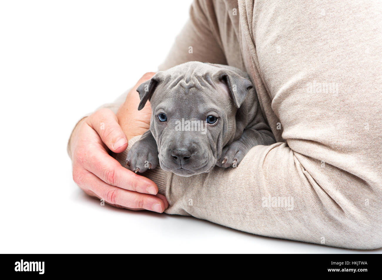 Thai ridgeback cucciolo seduto nell'uomo di braccia Foto Stock
