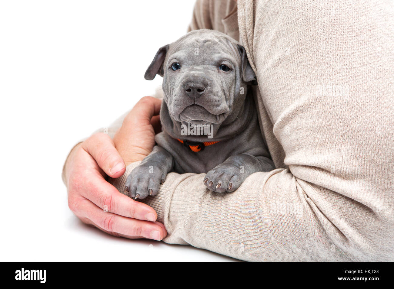 Thai ridgeback cucciolo seduto nell'uomo di braccia Foto Stock