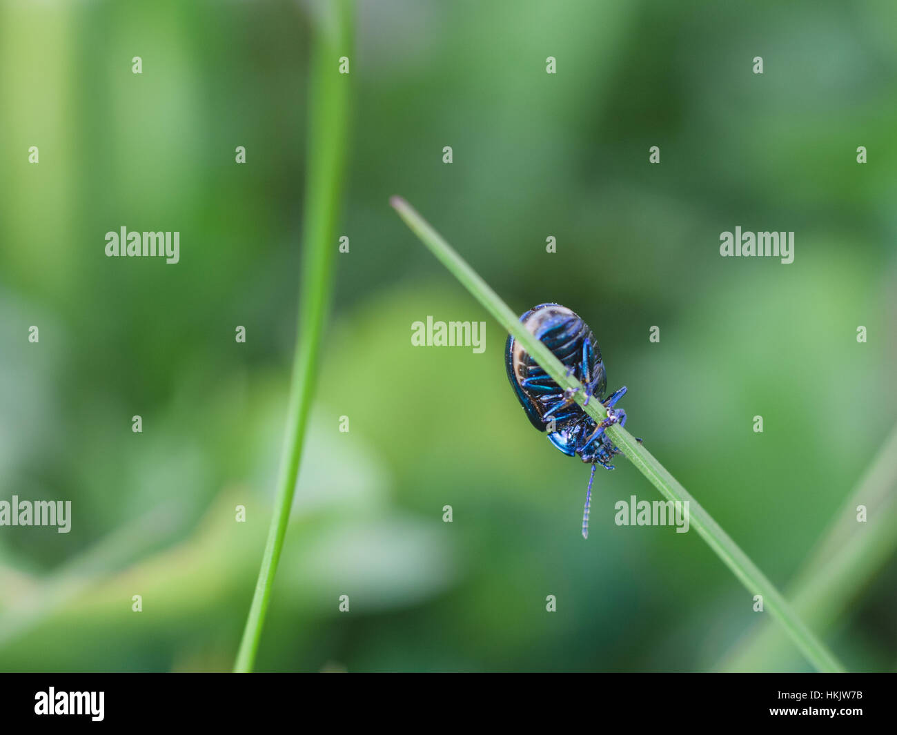 Bug blu appeso a un filo d'erba Foto Stock