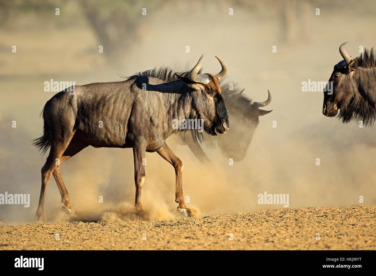 Blue GNU (Connochaetes taurinus) in polvere, deserto Kalahari, Sud Africa Foto Stock