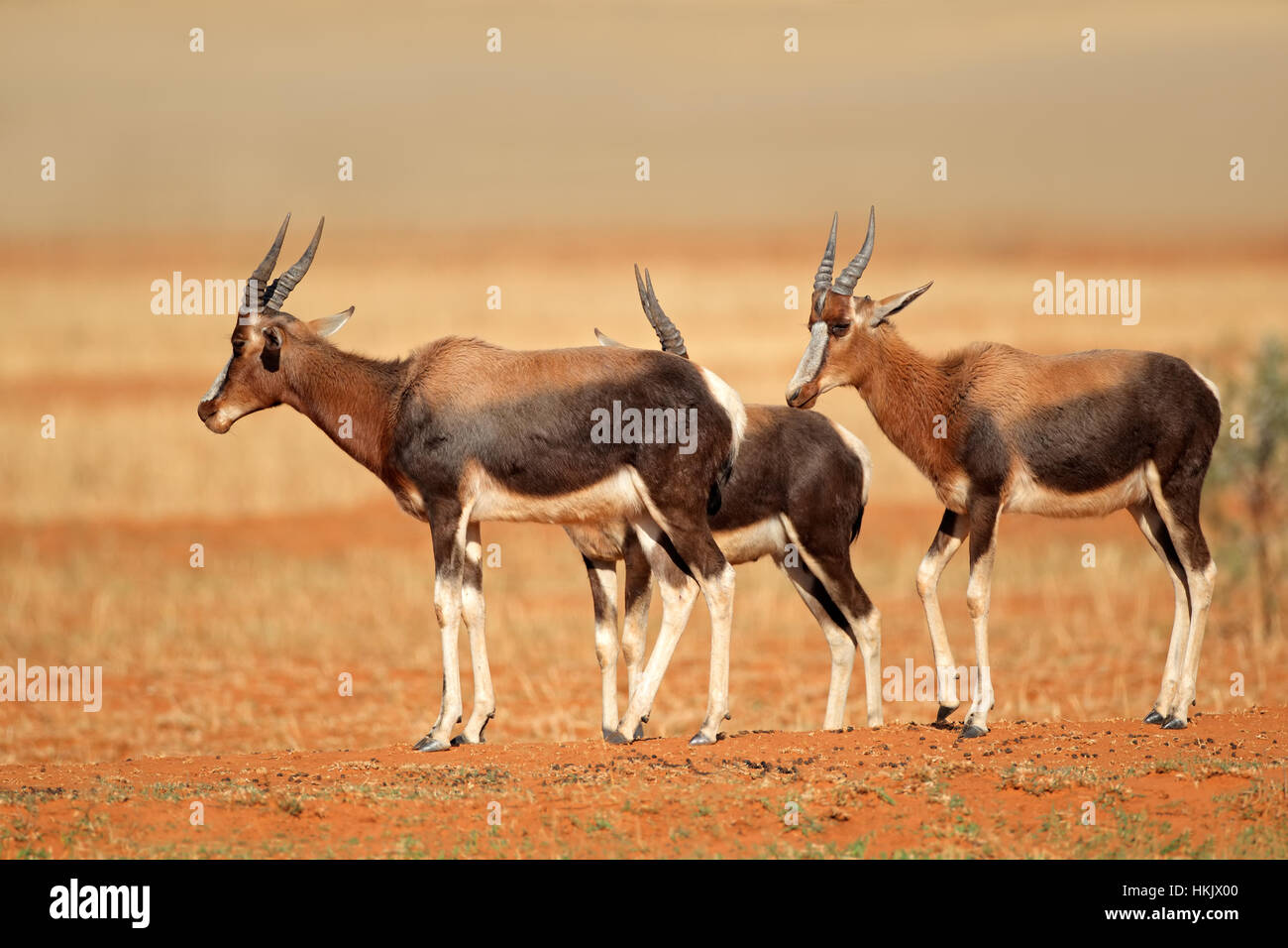 Un gruppo di famiglia di antilopi bontebok (pygargus Damaliscus dorcas), Sud Africa Foto Stock