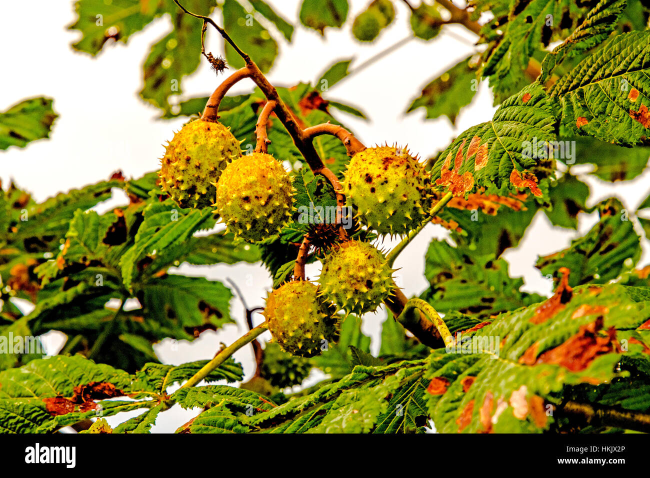 Kastanien am baum, chestnuttree Foto Stock