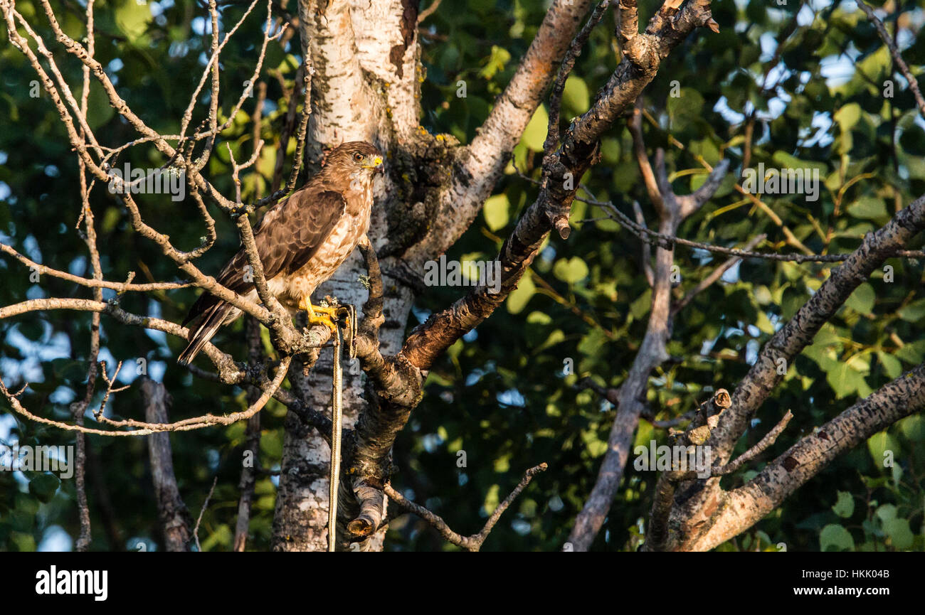Falco ad alette larghe che regge un serpente Foto Stock