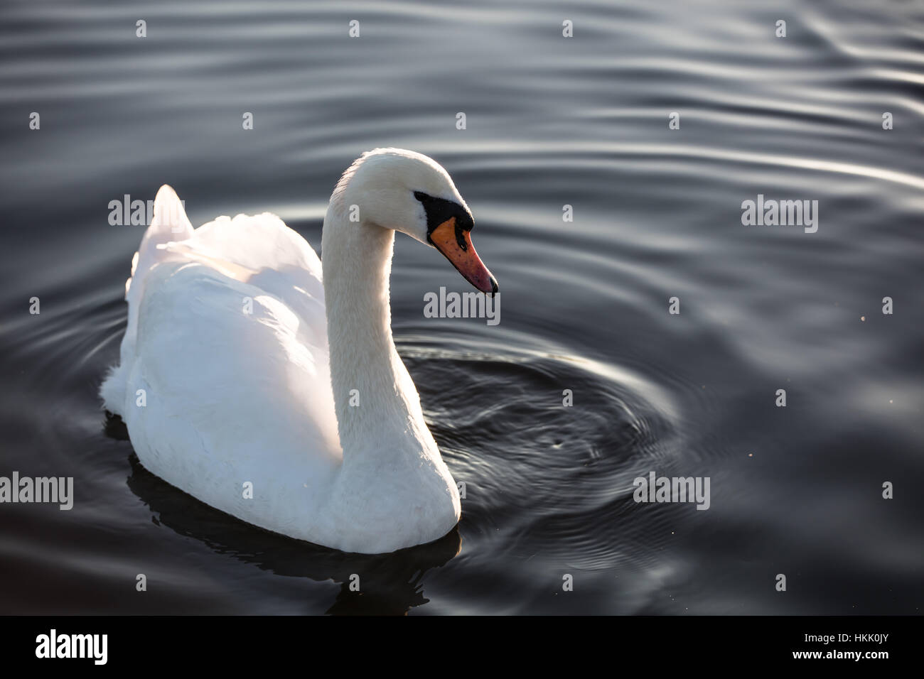 Il White Swan nuoto in acque scintillanti in Hyde Park Foto Stock