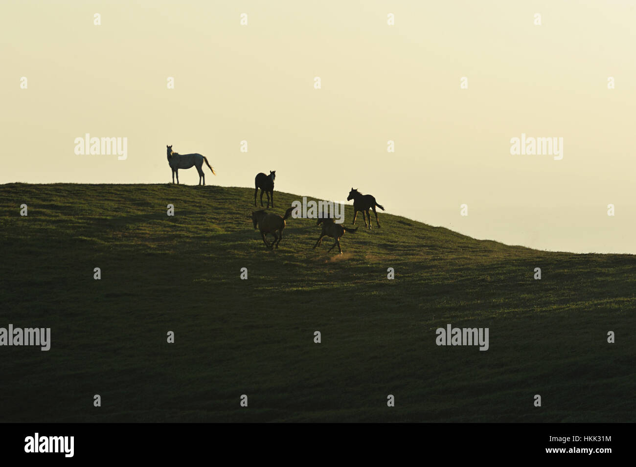 Eseguire cavalli galoppo sul campo durante il tramonto Foto Stock