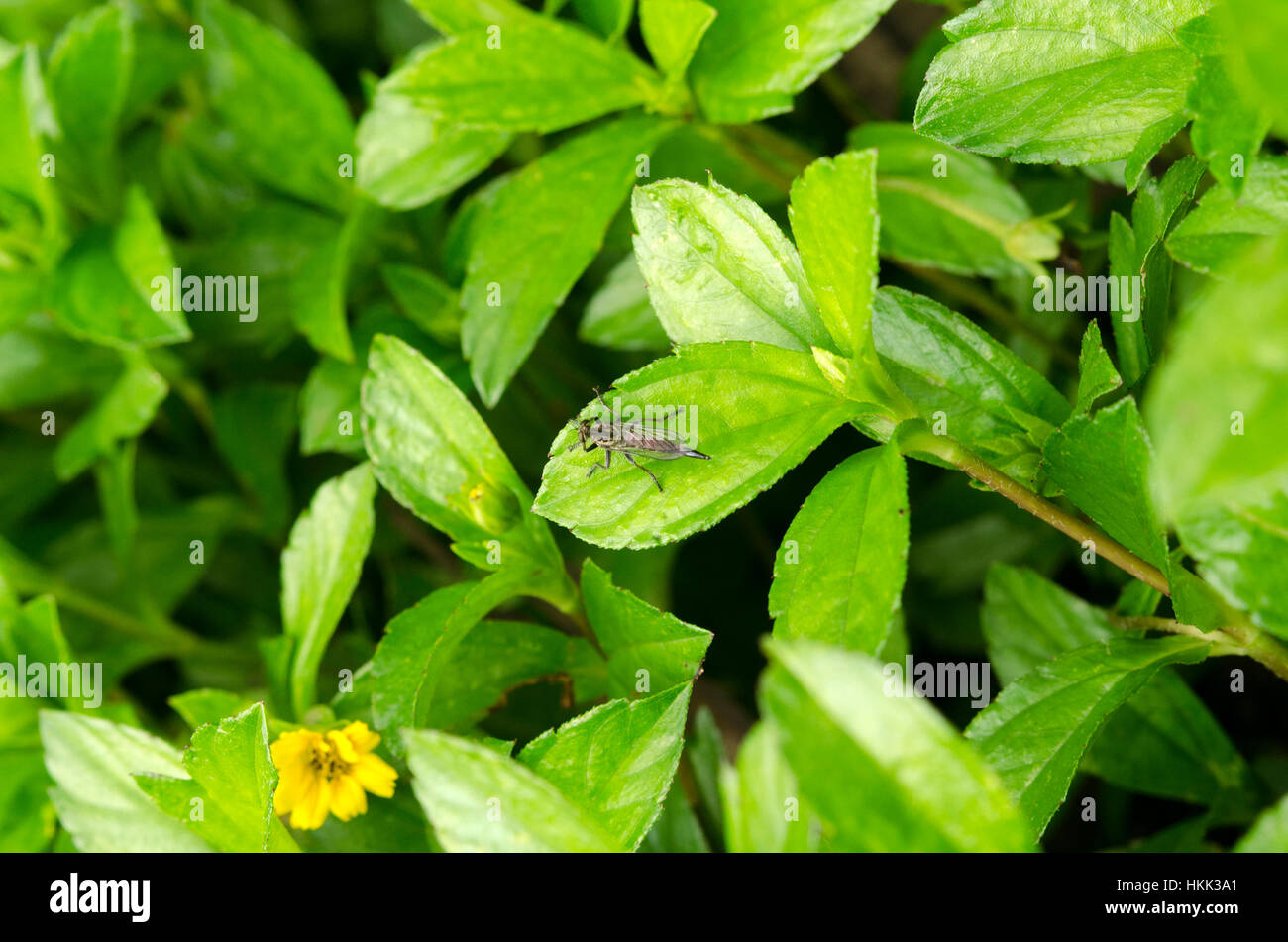 Piccoli insetti sulle foglie Foto Stock