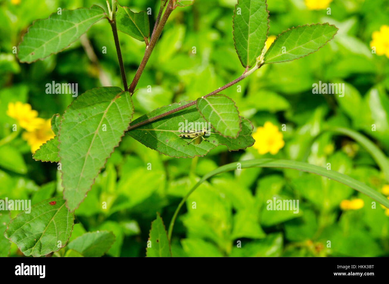 grasshopper all'aperto Foto Stock
