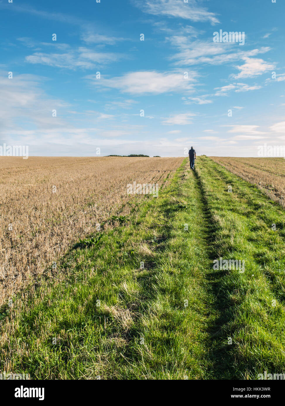 Un uomo che cammina da solo in un campo di sommità di una leggera pendenza verso l'orizzonte. Vi è un percorso di erba e un raccolto che è stata tagliata su entrambi i lati. Foto Stock