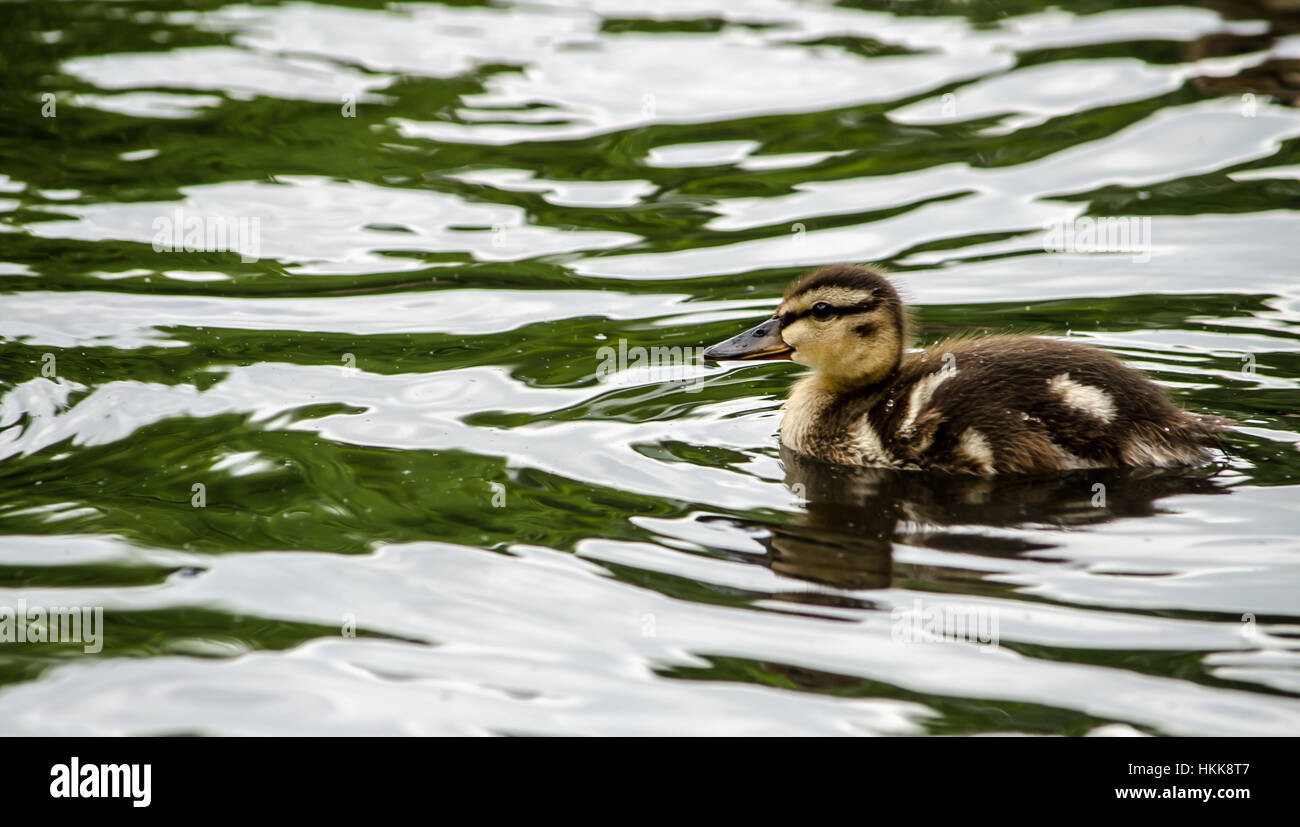 anatra del bambino Foto Stock