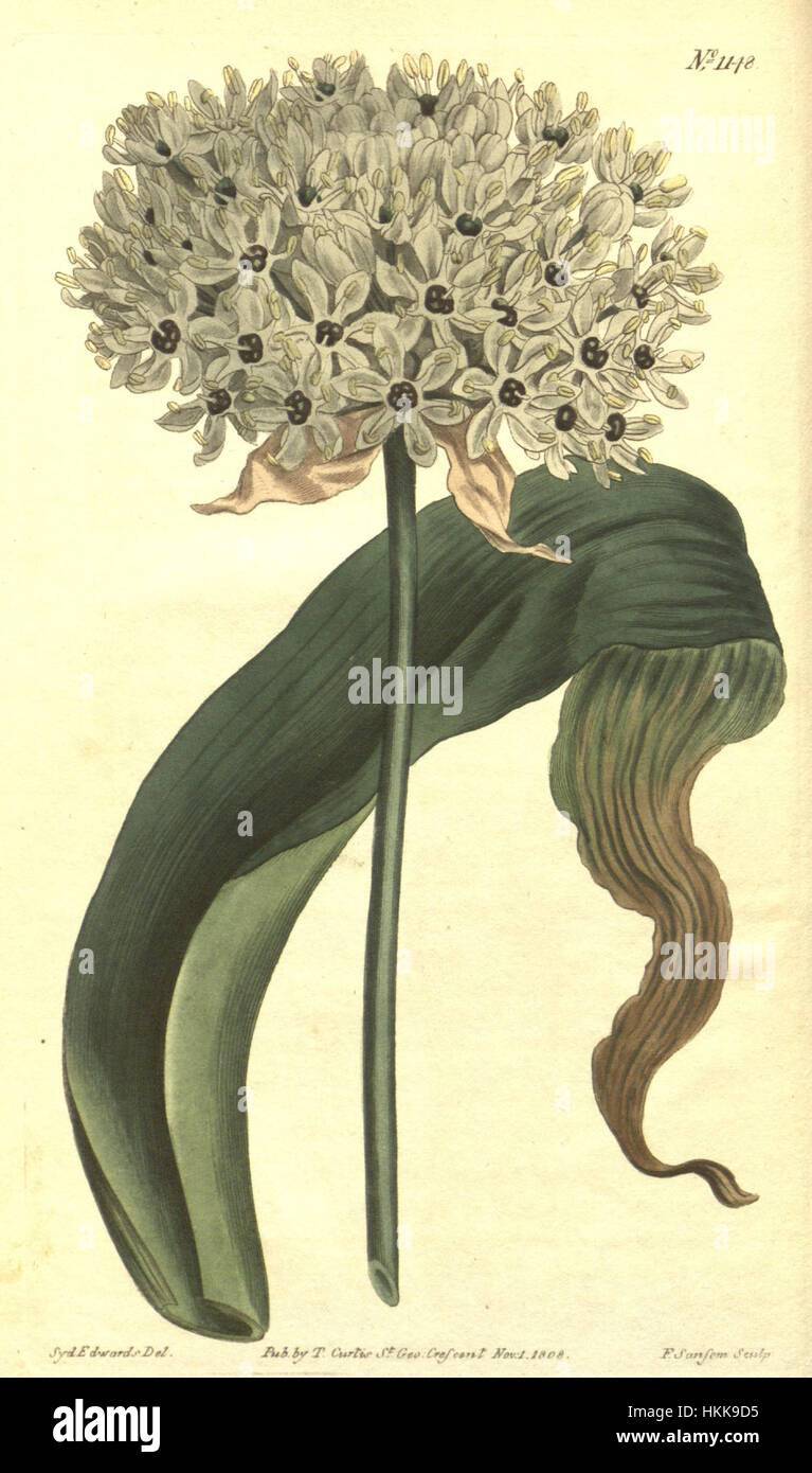 Allium nigrum (Allium magicum) Bot. Mag. 29. 1148. 1809 Foto Stock