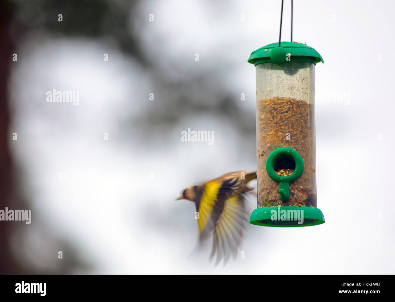 Gold finches alimentando ad un uccello stazione di alimentazione in un giardino Flintshire, Wales, Regno Unito Foto Stock