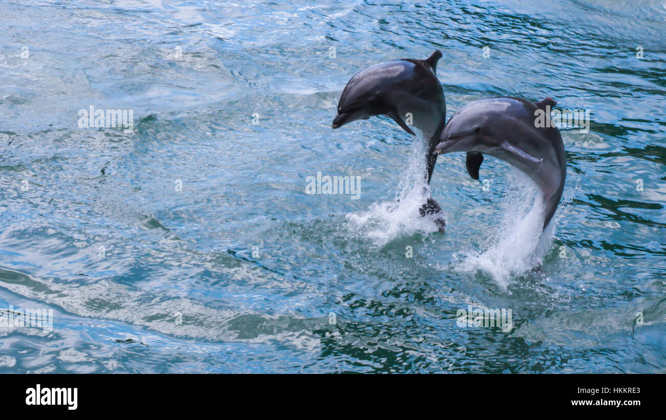 Due delfini di salto Foto Stock