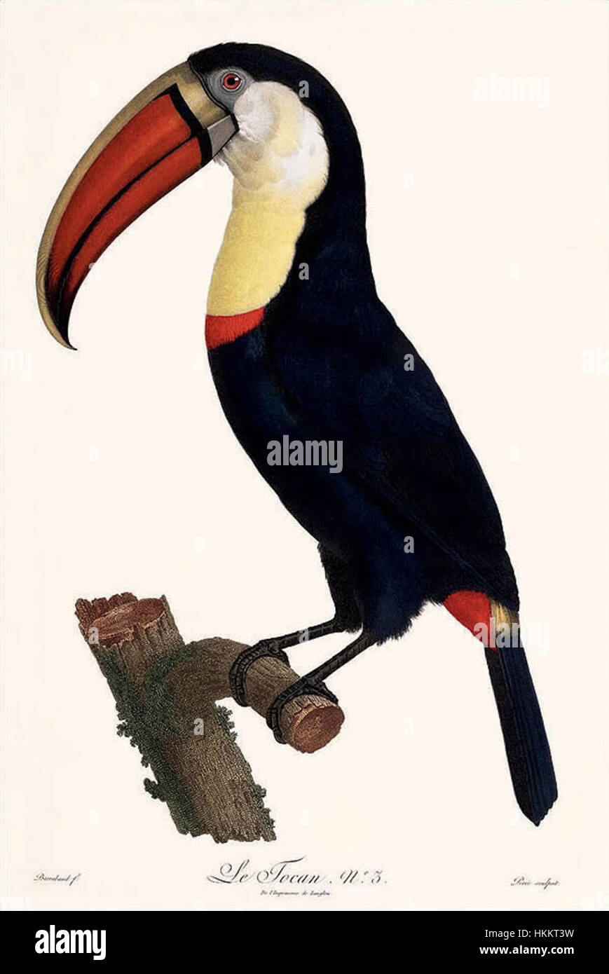 *Le Tocan*, una stampa di Jacques Barraband, raffigura un ritratto colorato e dettagliato di un toco toucan. Noto per i suoi colori vivaci e la notevole attenzione alla precisione anatomica, il lavoro di Barraband fu parte del suo più ampio contributo all'illustrazione della storia naturale, concentrandosi sugli uccelli esotici dei tropici. Foto Stock