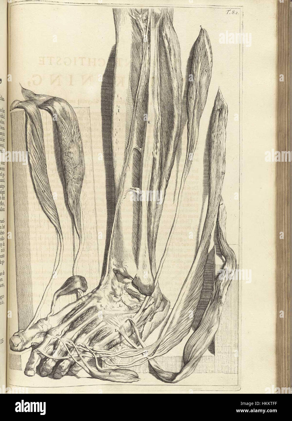 Questa opera d'arte, intitolata «Bidloo Ontleding», è un'illustrazione anatomica del 1690 di Bidloo, che mostra la dissezione del corpo umano. Si tratta di un'opera storica significativa, che documenta i primi studi medici e la comprensione anatomica. Foto Stock
