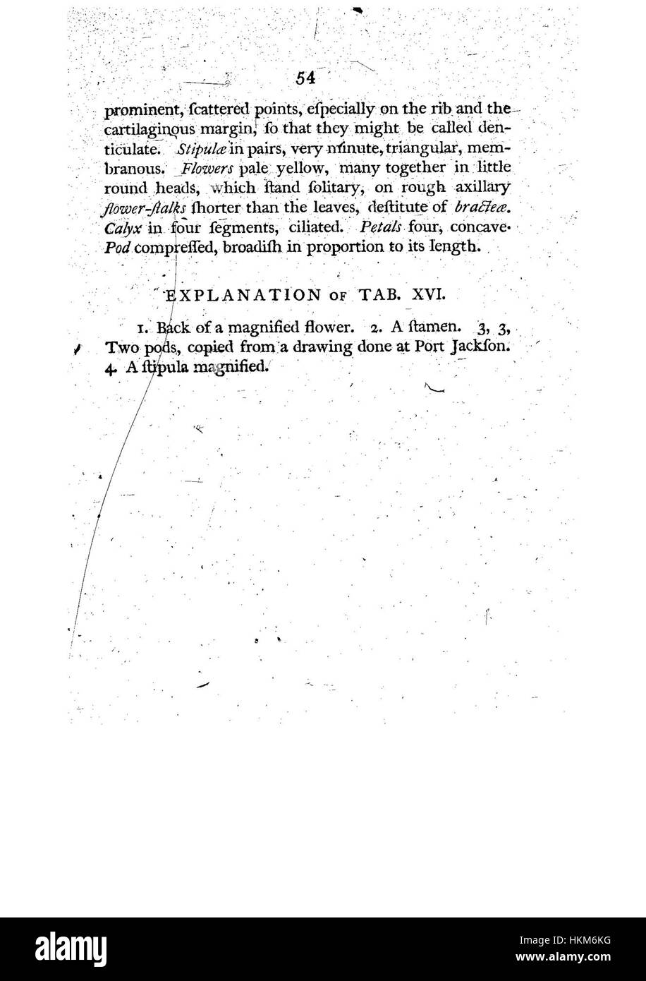 Questa illustrazione botanica tratta da "A Specimen of the Botany of New Holland" raffigura piante autoctone provenienti dall'Australia, mostrando la flora unica della regione. L'illustrazione è una parte fondamentale delle prime esplorazioni botaniche nel paese. Foto Stock
